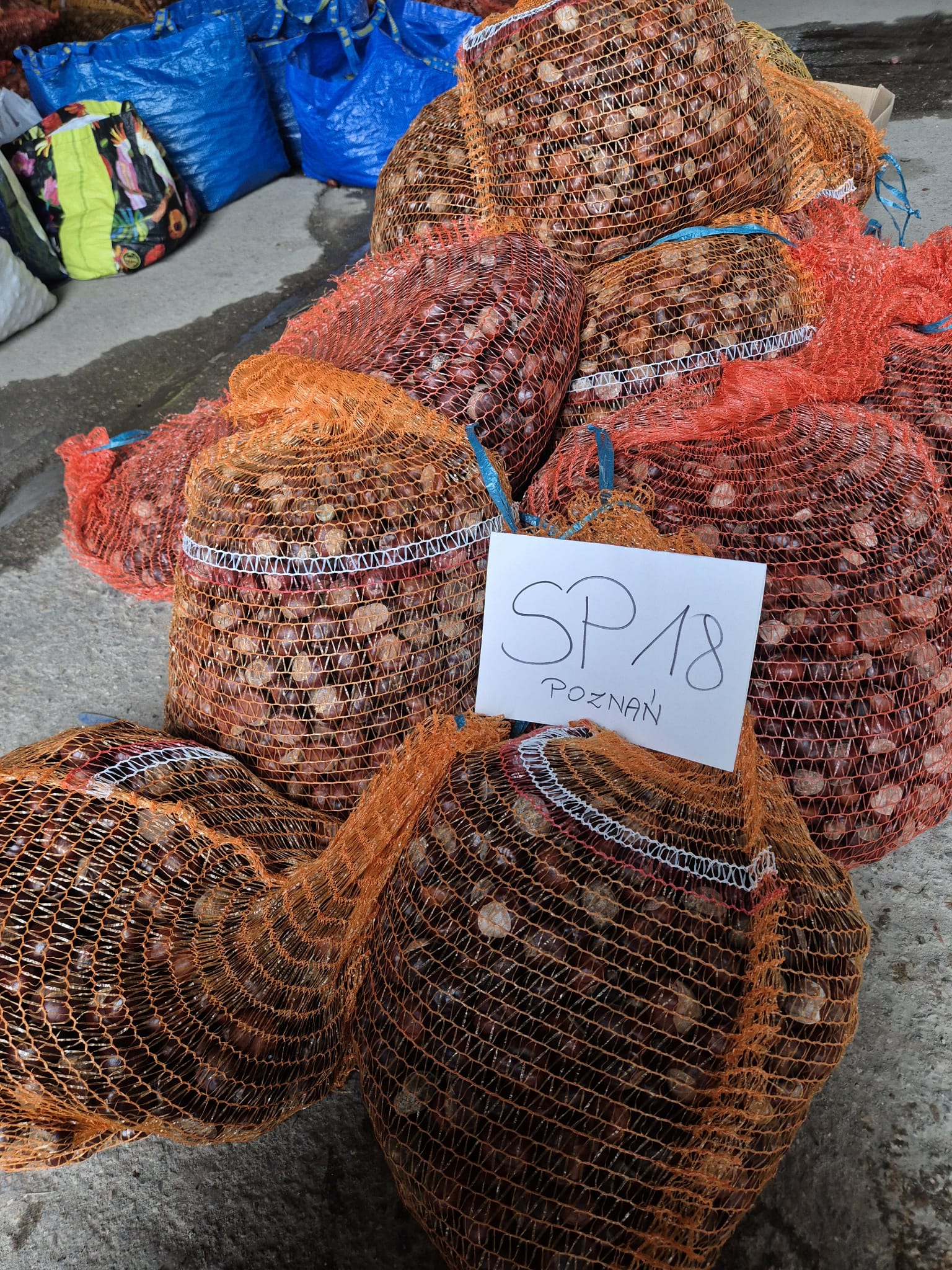 Kasztany, które niosą pomoc!